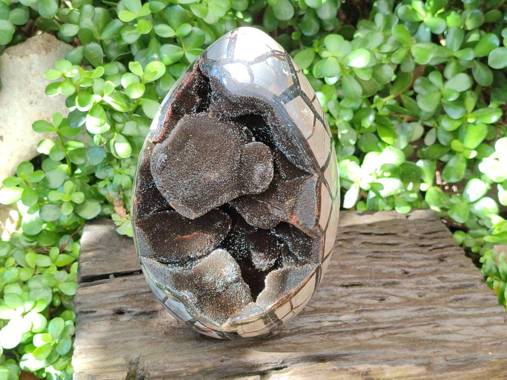 Polished XL Septerye Sauvage "Dragons Egg" Geode x 1 From Mahajanga, Madagascar