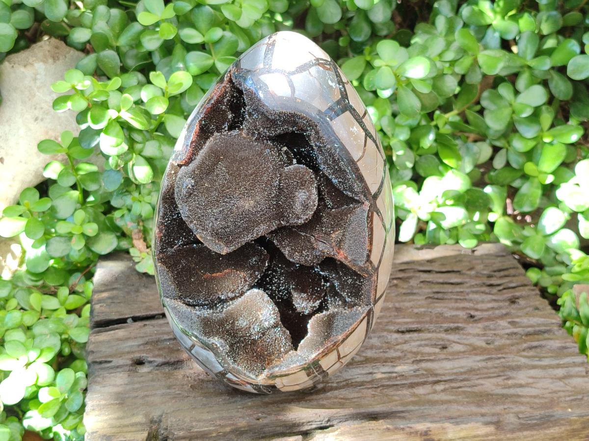 Polished XL Septerye Sauvage "Dragons Egg" Geode x 1 From Mahajanga, Madagascar