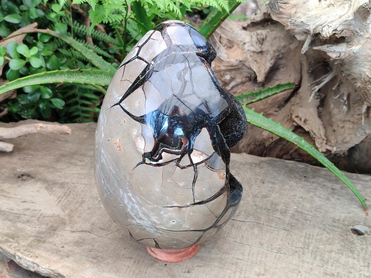 Polished XL Septerye Sauvage "Dragons Egg" Geode x 1 From Mahajanga, Madagascar