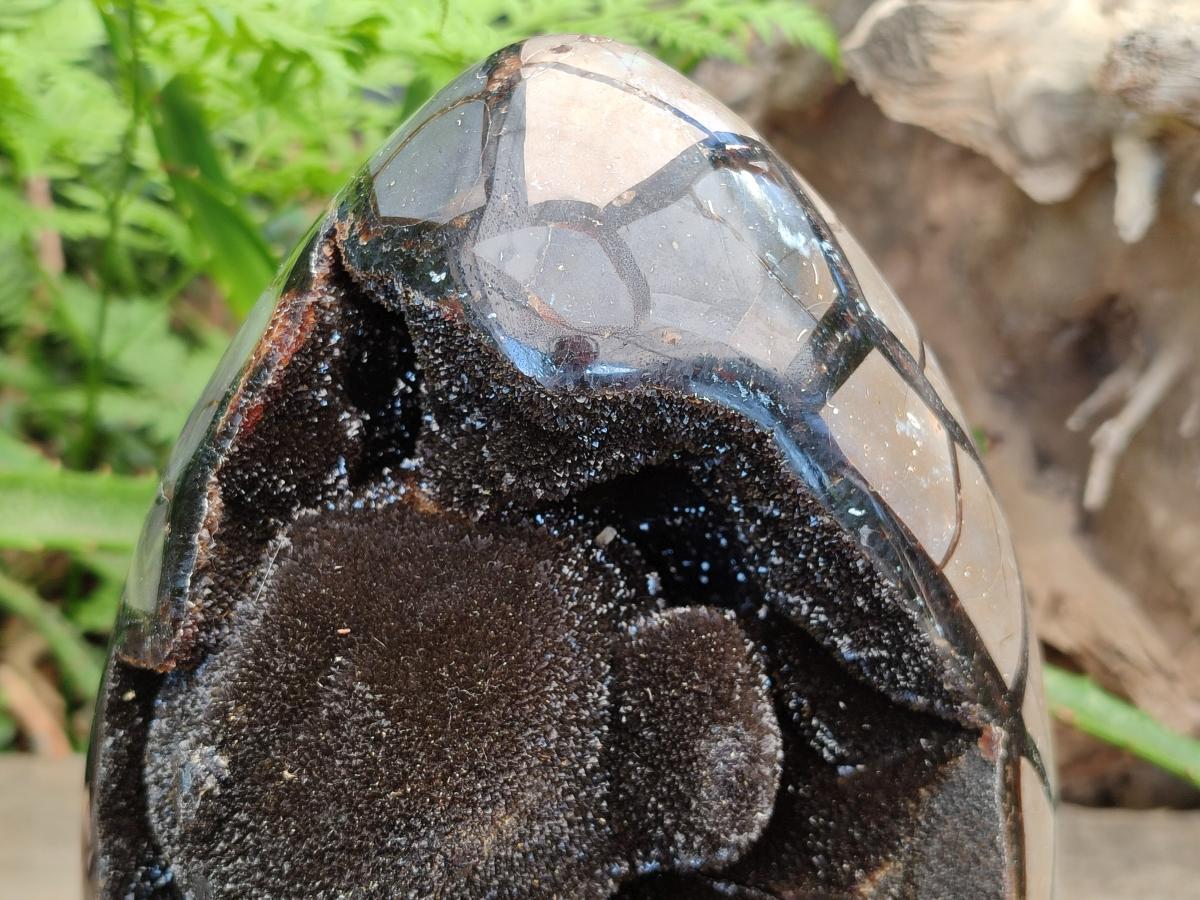 Polished XL Septerye Sauvage "Dragons Egg" Geode x 1 From Mahajanga, Madagascar