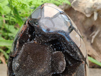 Polished XL Septerye Sauvage "Dragons Egg" Geode x 1 From Mahajanga, Madagascar