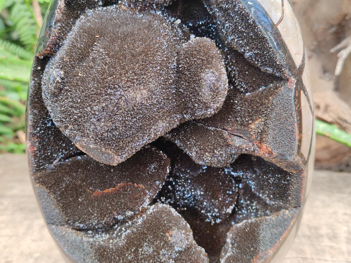 Polished XL Septerye Sauvage "Dragons Egg" Geode x 1 From Mahajanga, Madagascar