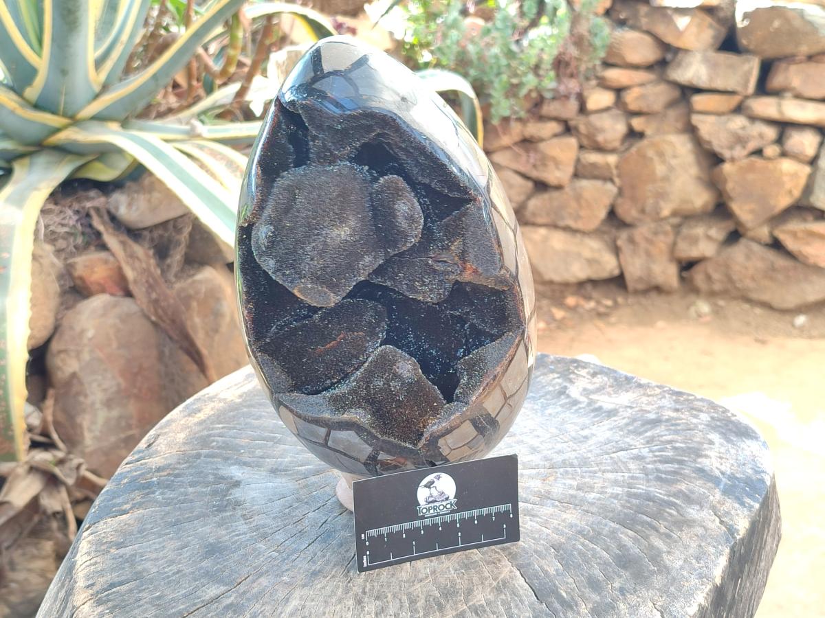 Polished XL Septerye Sauvage "Dragons Egg" Geode x 1 From Mahajanga, Madagascar