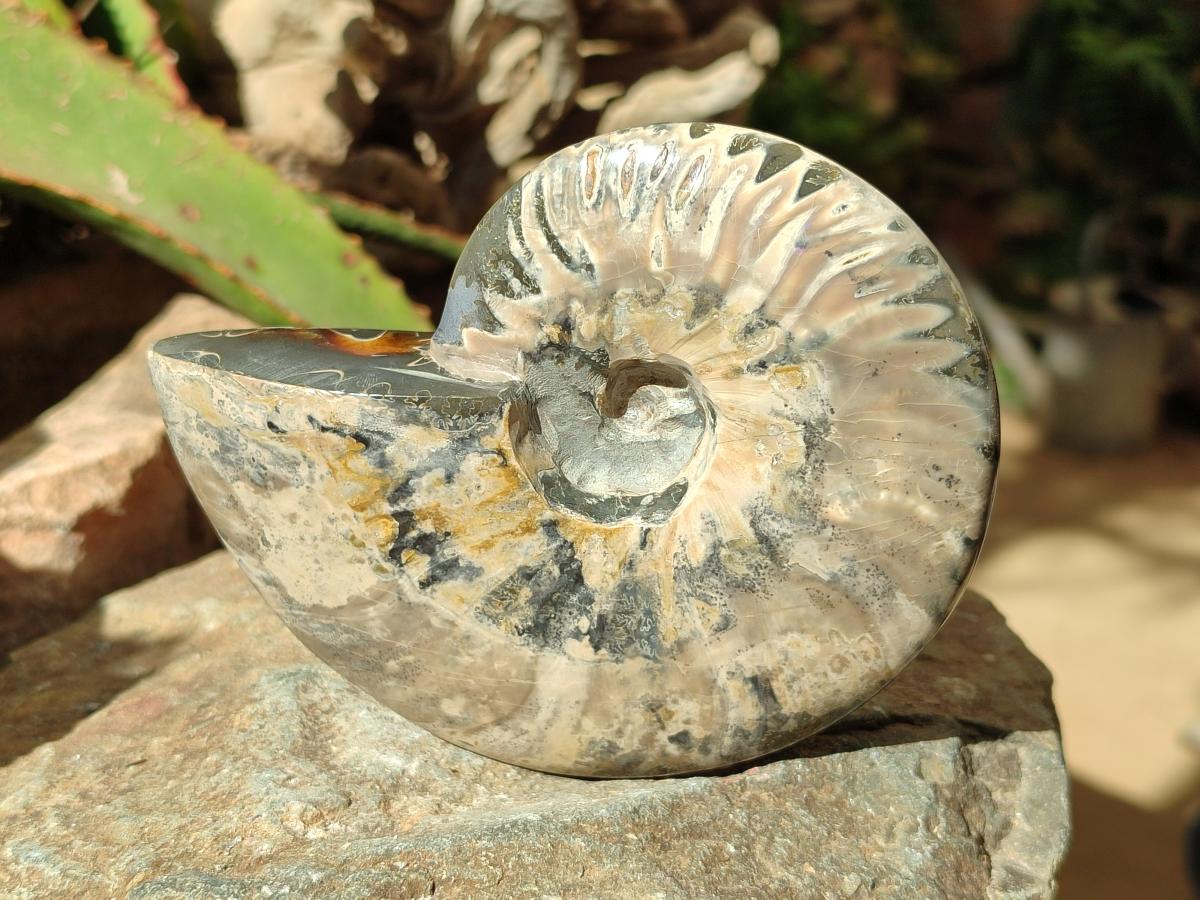 Polished Whole Cleoniceras Red Ammolite Opalized Ammonite Fossils x 3 From Tulear, Madagascar