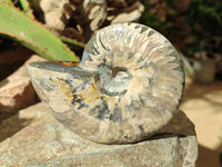 Polished Whole Cleoniceras Red Ammolite Opalized Ammonite Fossils x 3 From Tulear, Madagascar