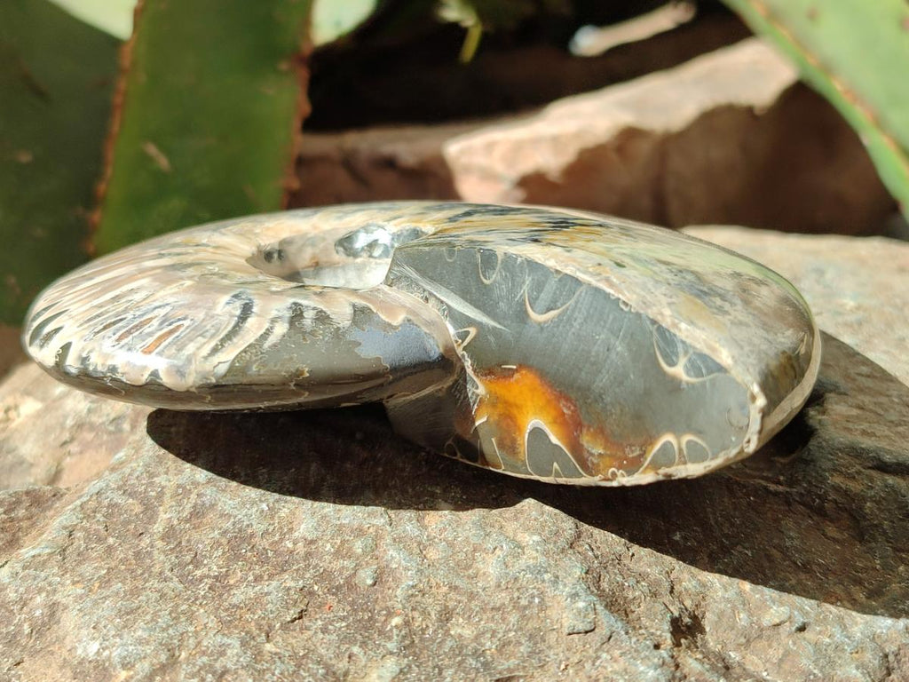 Polished Whole Cleoniceras Red Ammolite Opalized Ammonite Fossils x 3 From Tulear, Madagascar