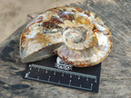 Polished Whole Cleoniceras Red Ammolite Opalized Ammonite Fossils x 3 From Tulear, Madagascar