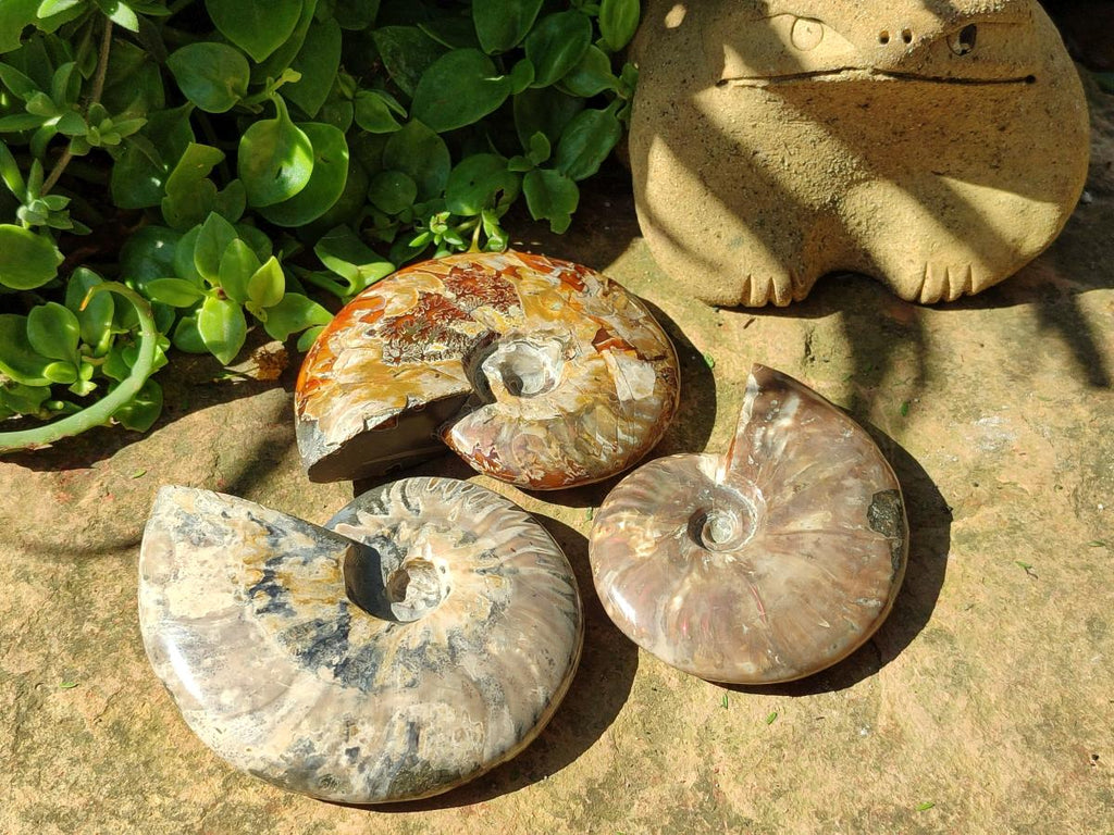 Polished Whole Cleoniceras Red Ammolite Opalized Ammonite Fossils x 3 From Tulear, Madagascar