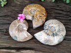 Polished Whole Cleoniceras Red Ammolite Opalized Ammonite Fossils x 3 From Tulear, Madagascar