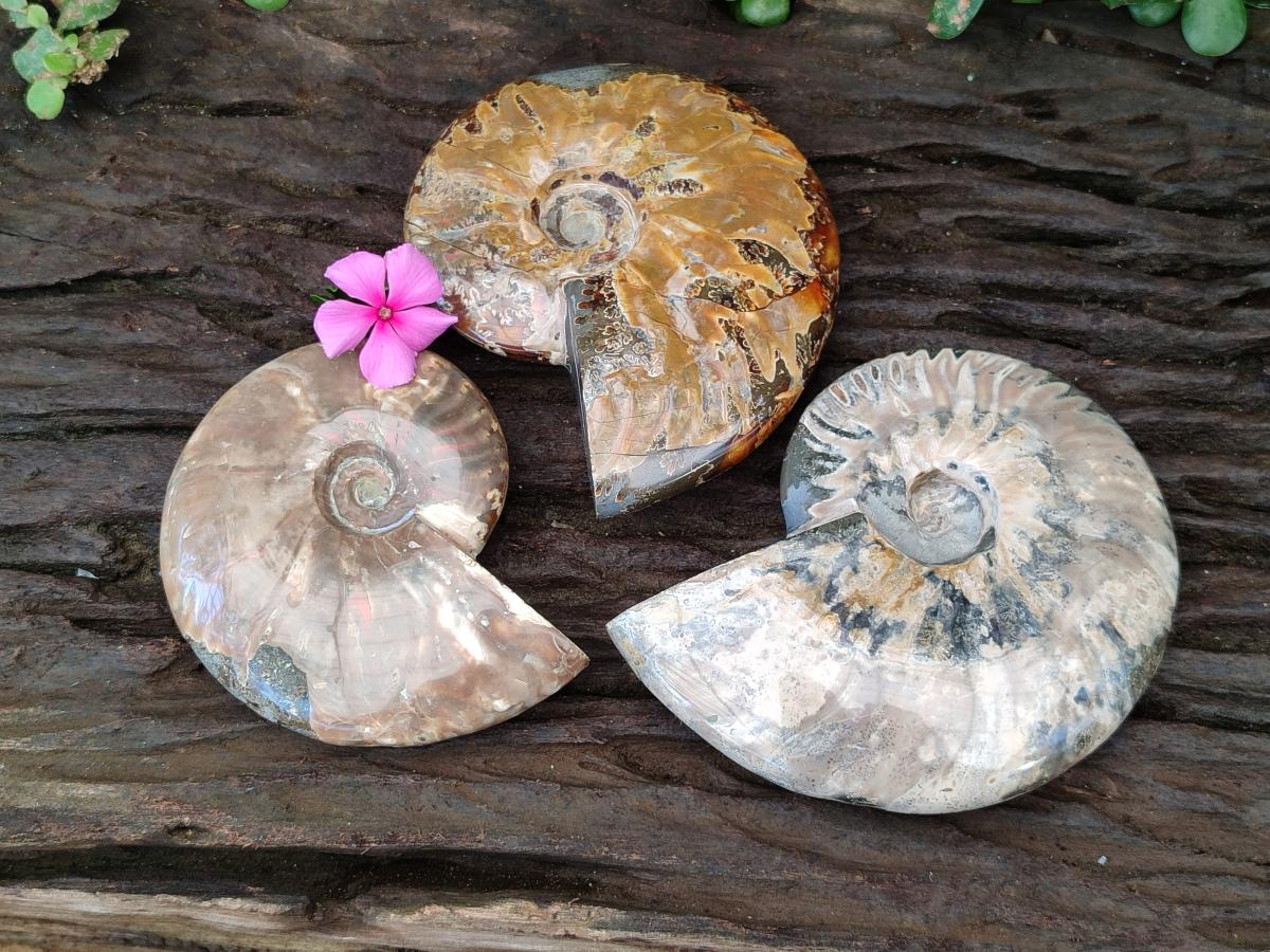 Polished Whole Cleoniceras Red Ammolite Opalized Ammonite Fossils x 3 From Tulear, Madagascar