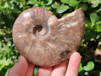 Polished Whole Cleoniceras Red Ammolite Opalized Ammonite Fossils x 3 From Tulear, Madagascar