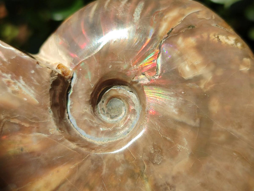 Polished Whole Cleoniceras Red Ammolite Opalized Ammonite Fossils x 3 From Tulear, Madagascar