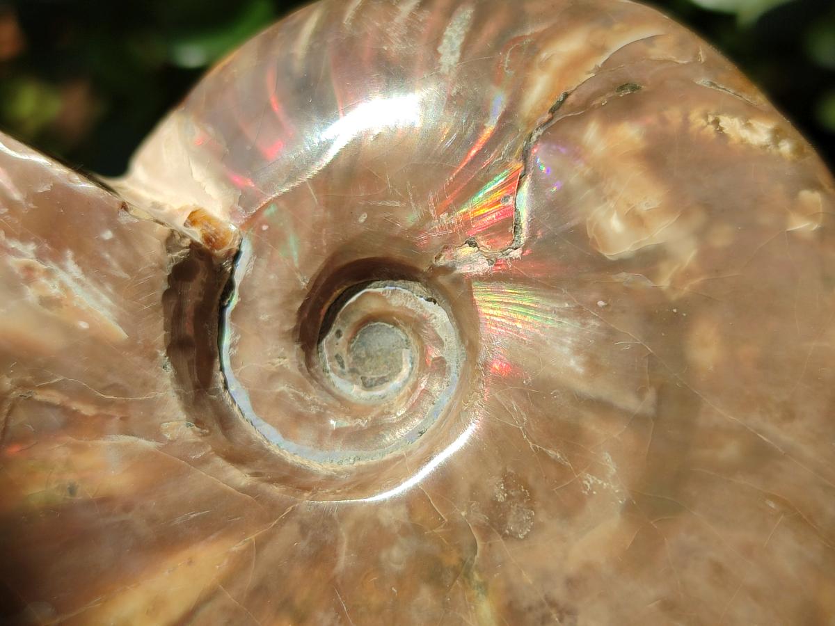 Polished Whole Cleoniceras Red Ammolite Opalized Ammonite Fossils x 3 From Tulear, Madagascar