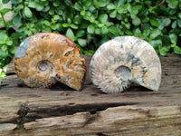 Polished Whole Cleoniceras Red Ammolite Opalized Ammonite Fossils x 3 From Tulear, Madagascar