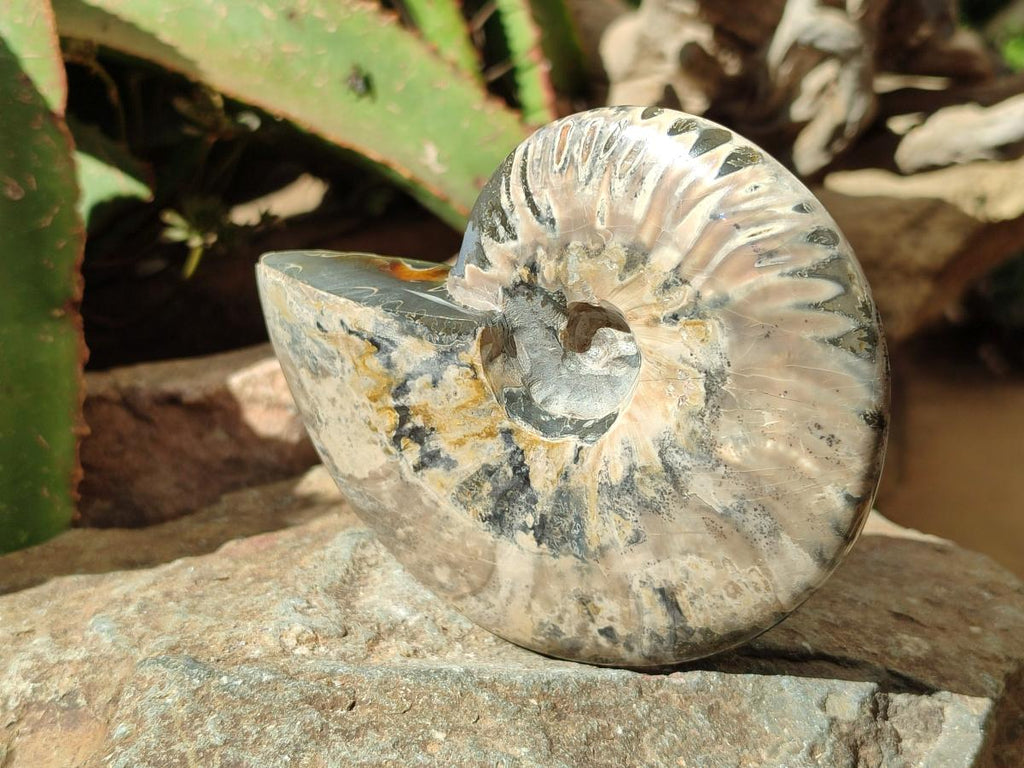 Polished Whole Cleoniceras Red Ammolite Opalized Ammonite Fossils x 3 From Tulear, Madagascar