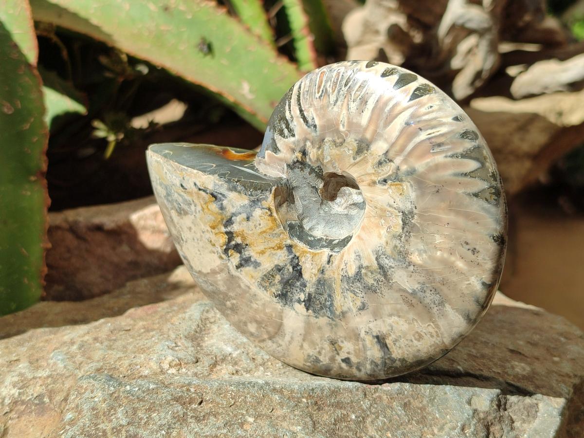 Polished Whole Cleoniceras Red Ammolite Opalized Ammonite Fossils x 3 From Tulear, Madagascar
