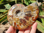 Polished Whole Cleoniceras Red Ammolite Opalized Ammonite Fossils x 3 From Tulear, Madagascar