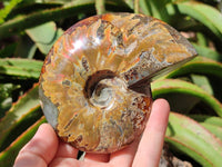Polished Whole Cleoniceras Red Ammolite Opalized Ammonite Fossils x 3 From Tulear, Madagascar