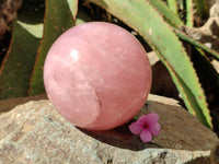 Polished Large Gemmy Star Rose Quartz Sphere x 1 From Madagascar