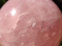 Polished Large Gemmy Star Rose Quartz Sphere x 1 From Madagascar