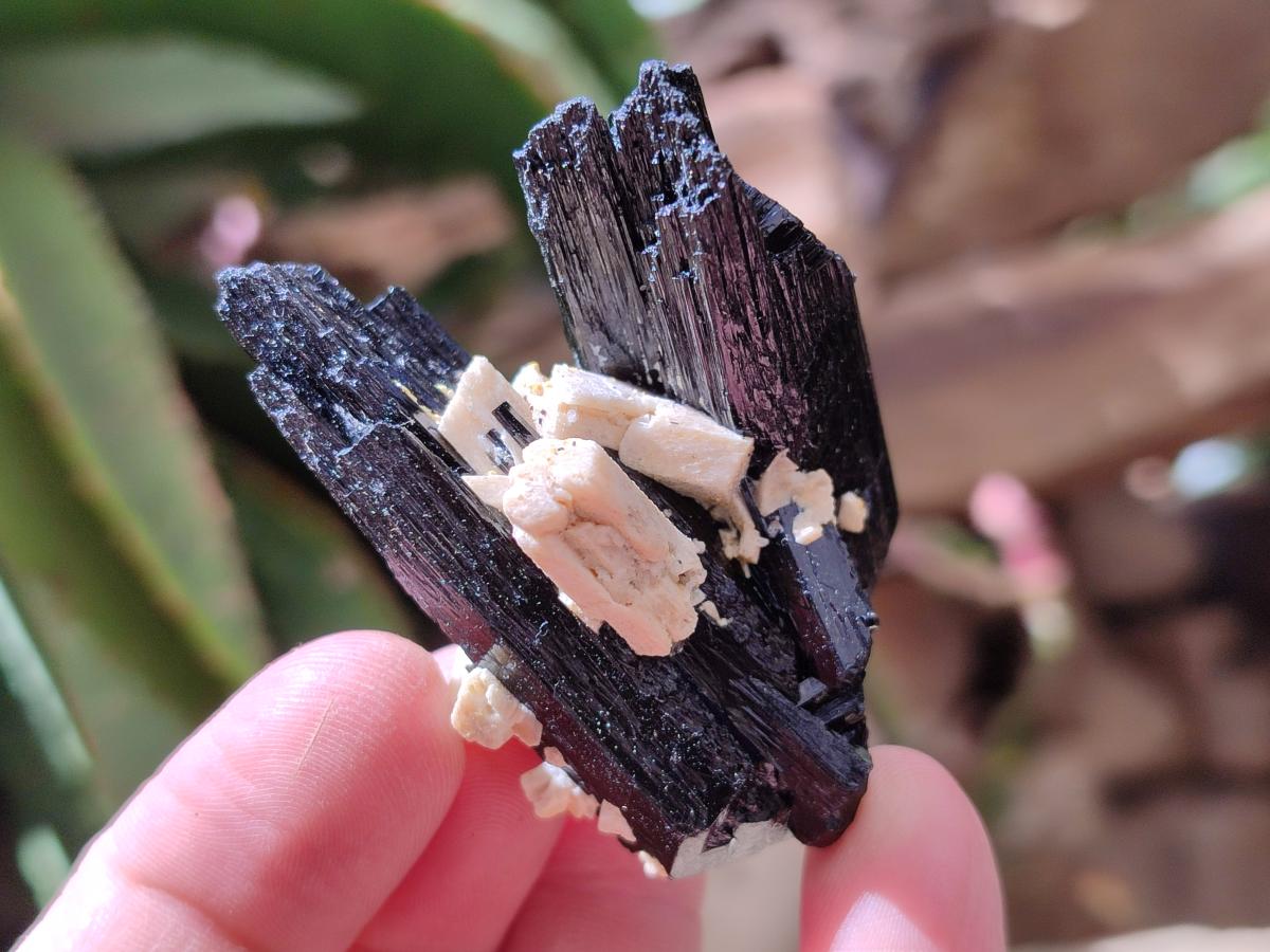 Natural Schorl Black Tourmaline with Feldspar Specimens x 12 From Erongo, Namibia