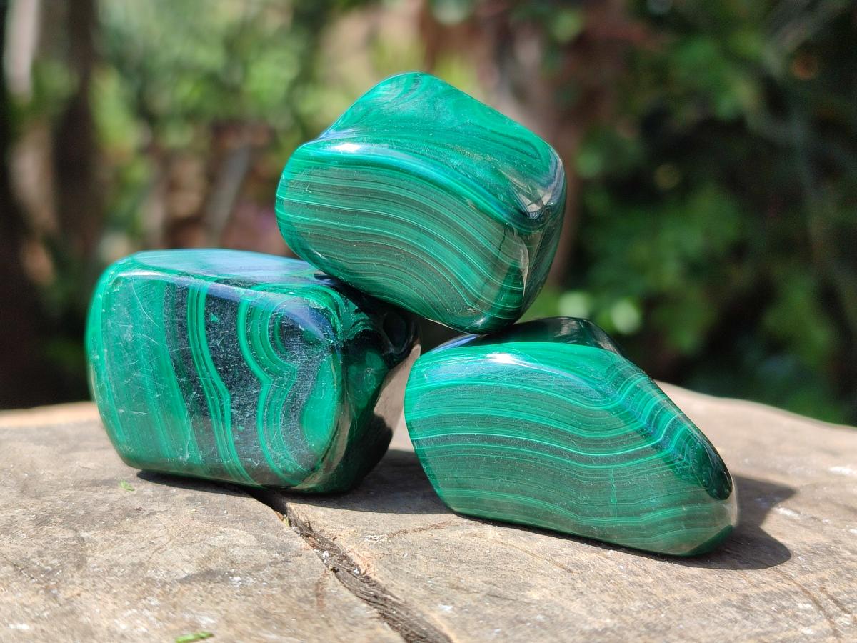 Polished Flower Banded Malachite Free Forms x 20 From Congo