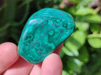 Polished Flower Banded Malachite Free Forms x 20 From Congo
