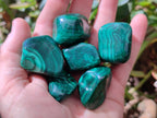 Polished Flower Banded Malachite Free Forms x 20 From Congo