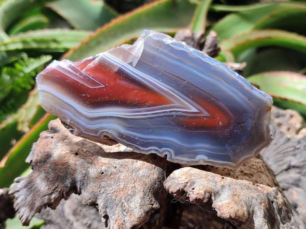 Polished On One Side Red Shashe River Agate Nodules x 6 From Shashe River, Zimbabwe - Toprock Gemstones and Minerals 