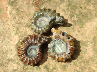 Polished Douvilleiceras Ammonite Fossils x 12 From Maintirano, Madagascar