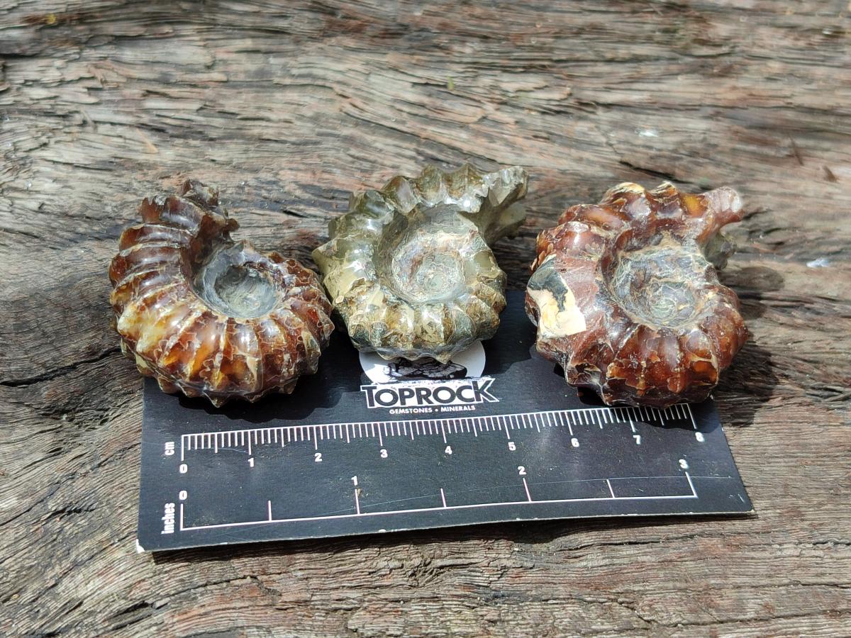 Polished Douvilleiceras Ammonite Fossils x 12 From Maintirano, Madagascar