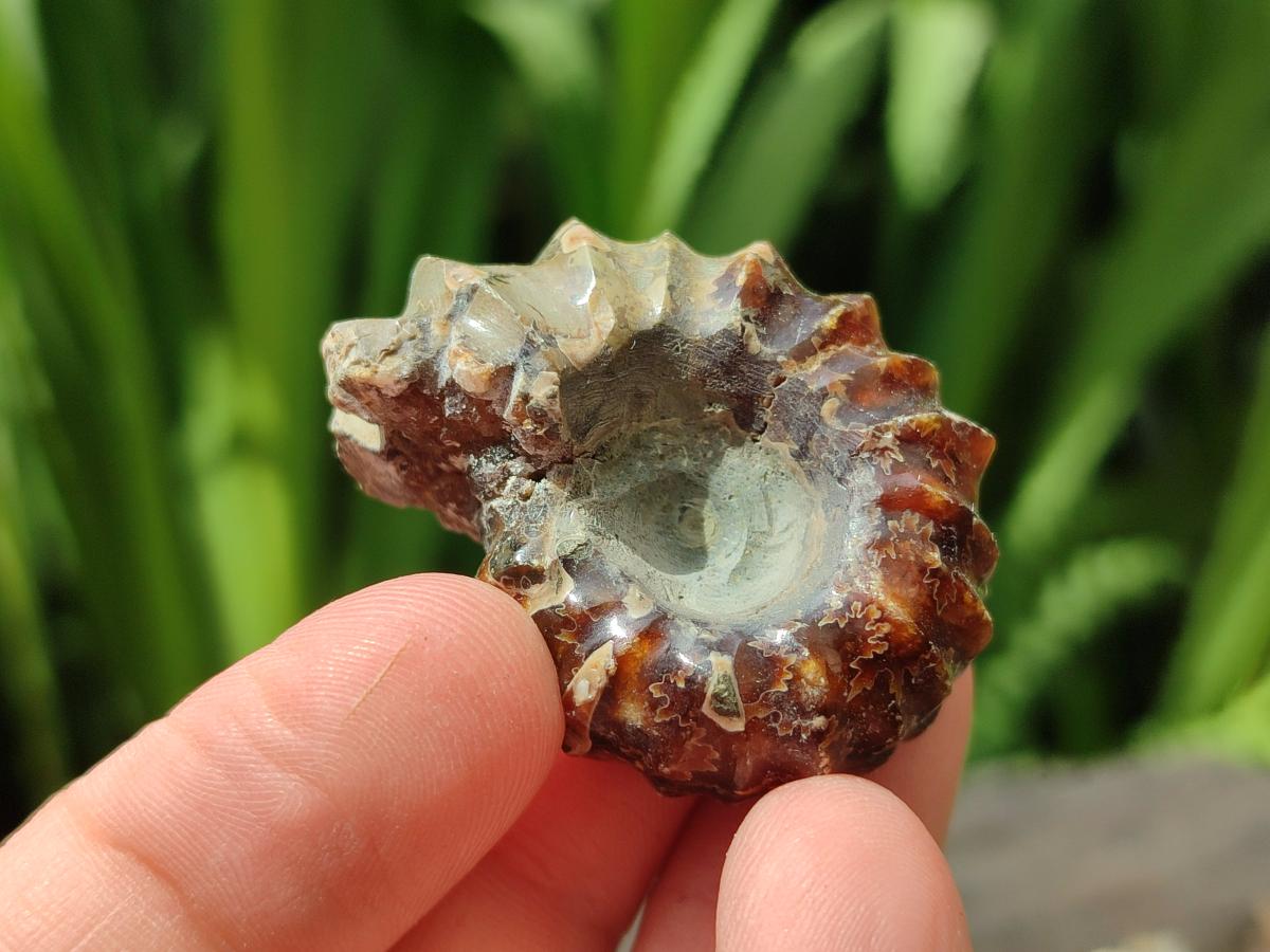 Polished Douvilleiceras Ammonite Fossils x 12 From Maintirano, Madagascar