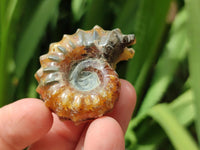 Polished Douvilleiceras Ammonite Fossils x 12 From Maintirano, Madagascar