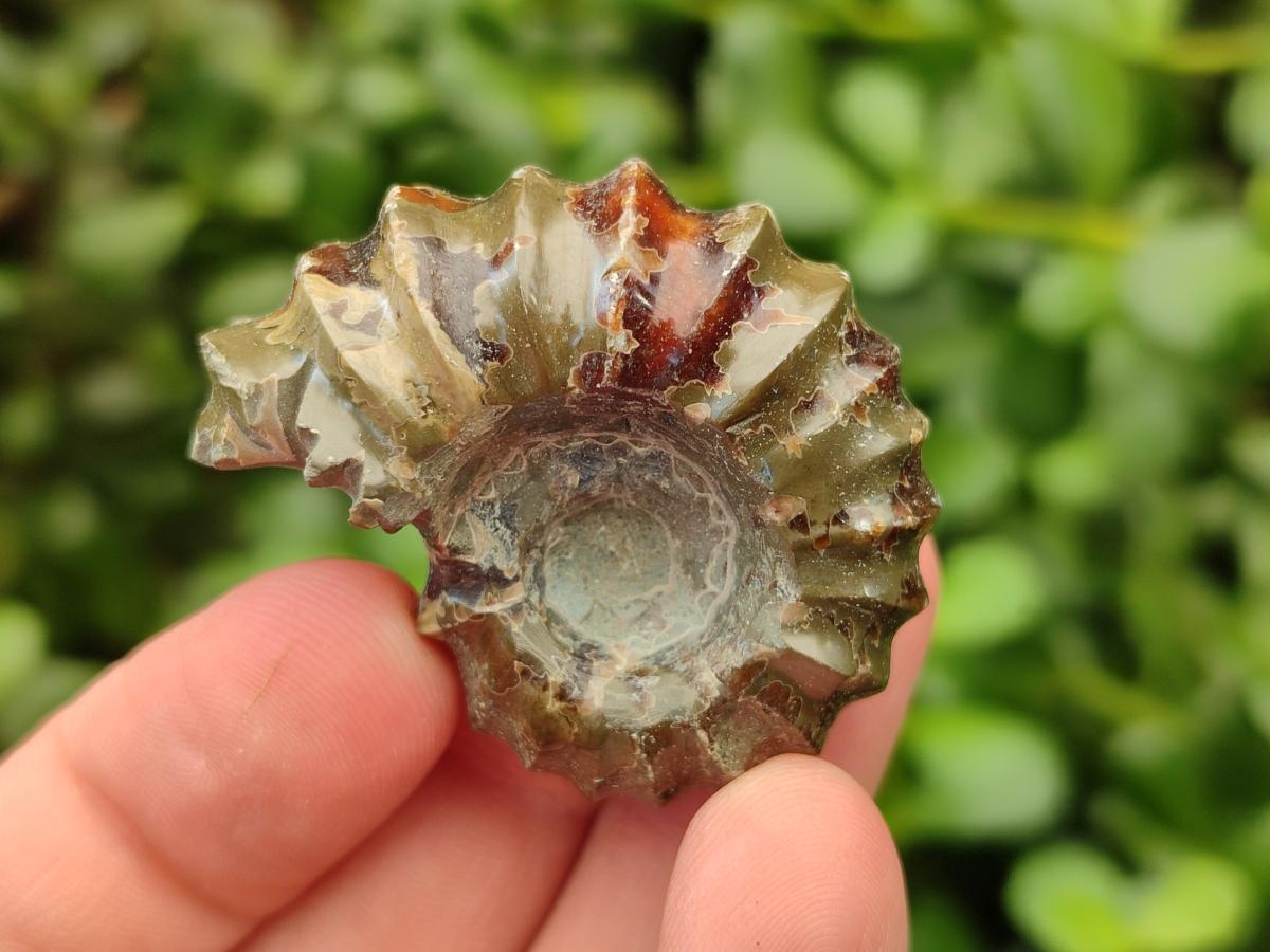Polished Douvilleiceras Ammonite Fossils x 12 From Maintirano, Madagascar