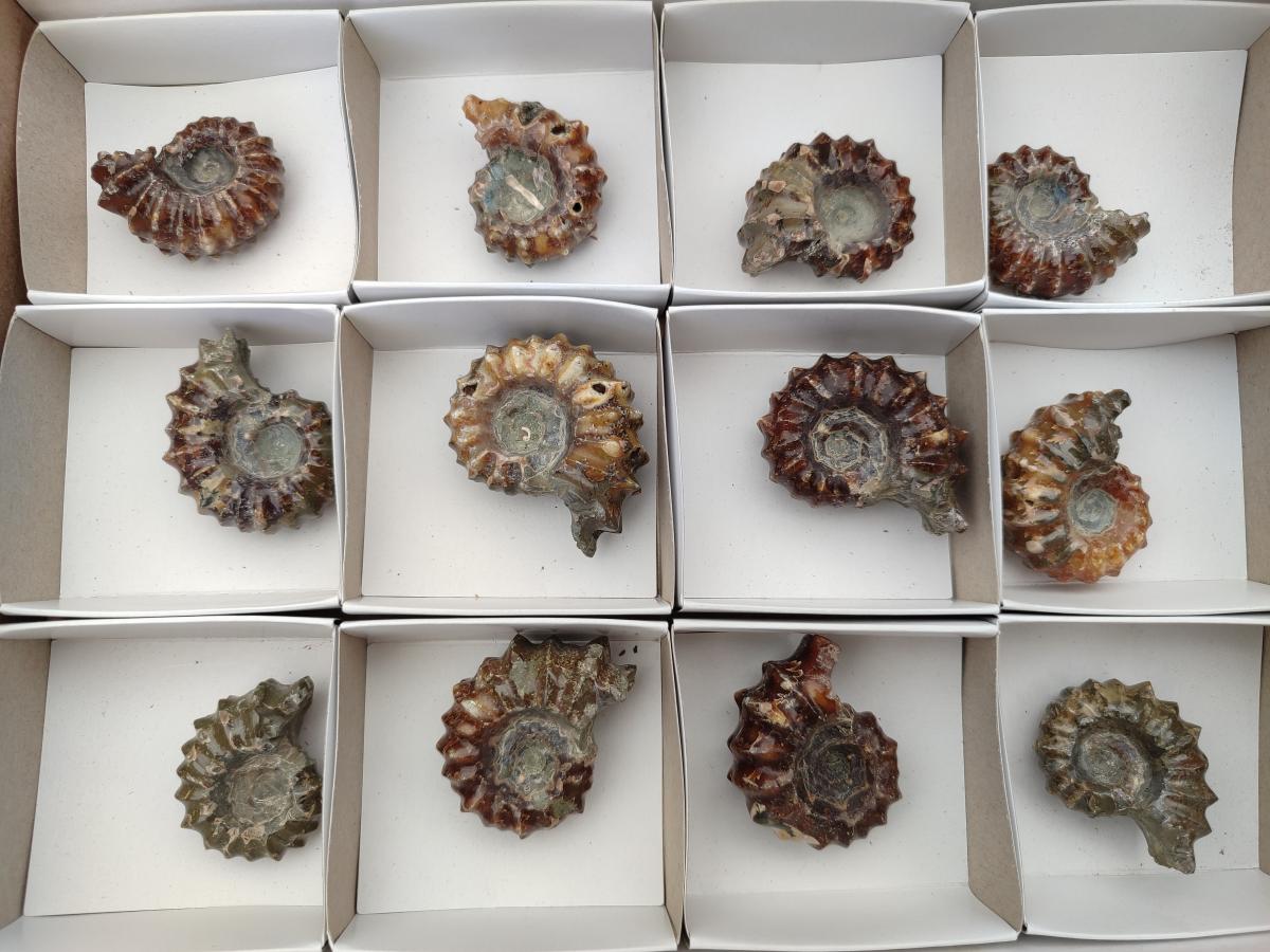 Polished Douvilleiceras Ammonite Fossils x 12 From Maintirano, Madagascar
