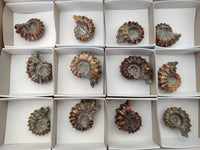 Polished Douvilleiceras Ammonite Fossils x 12 From Maintirano, Madagascar