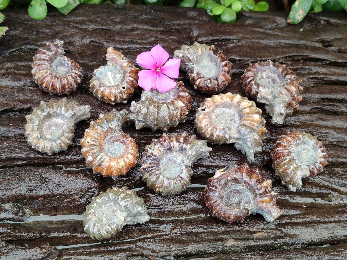 Polished Douvilleiceras Ammonite Fossils x 12 From Maintirano, Madagascar
