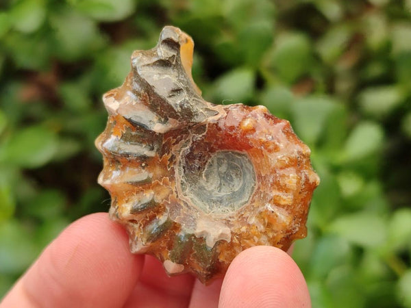 Polished Douvilleiceras Ammonite Fossils x 12 From Maintirano, Madagascar