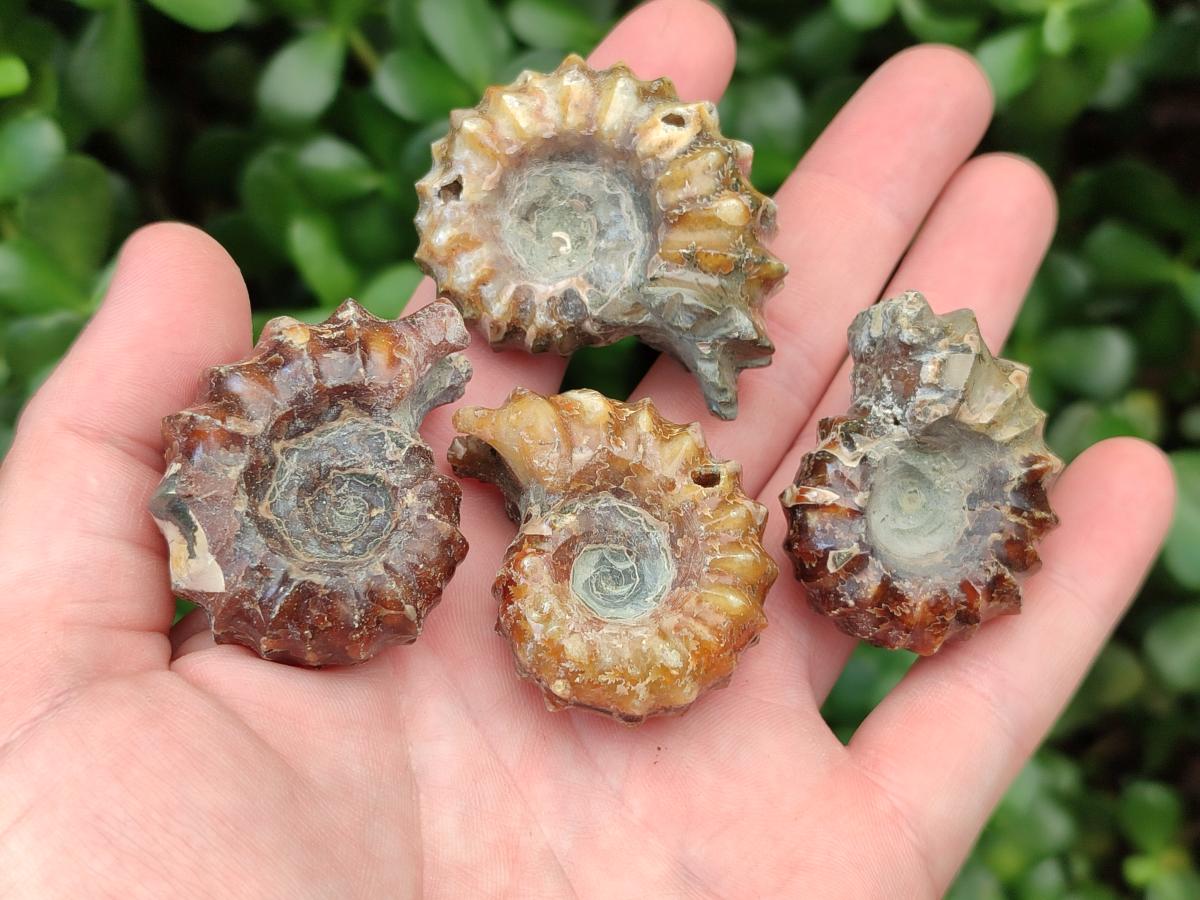 Polished Douvilleiceras Ammonite Fossils x 12 From Maintirano, Madagascar