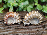 Polished Douvilleiceras Ammonite Fossils x 12 From Maintirano, Madagascar