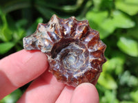 Polished Douvilleiceras Ammonite Fossils x 12 From Maintirano, Madagascar