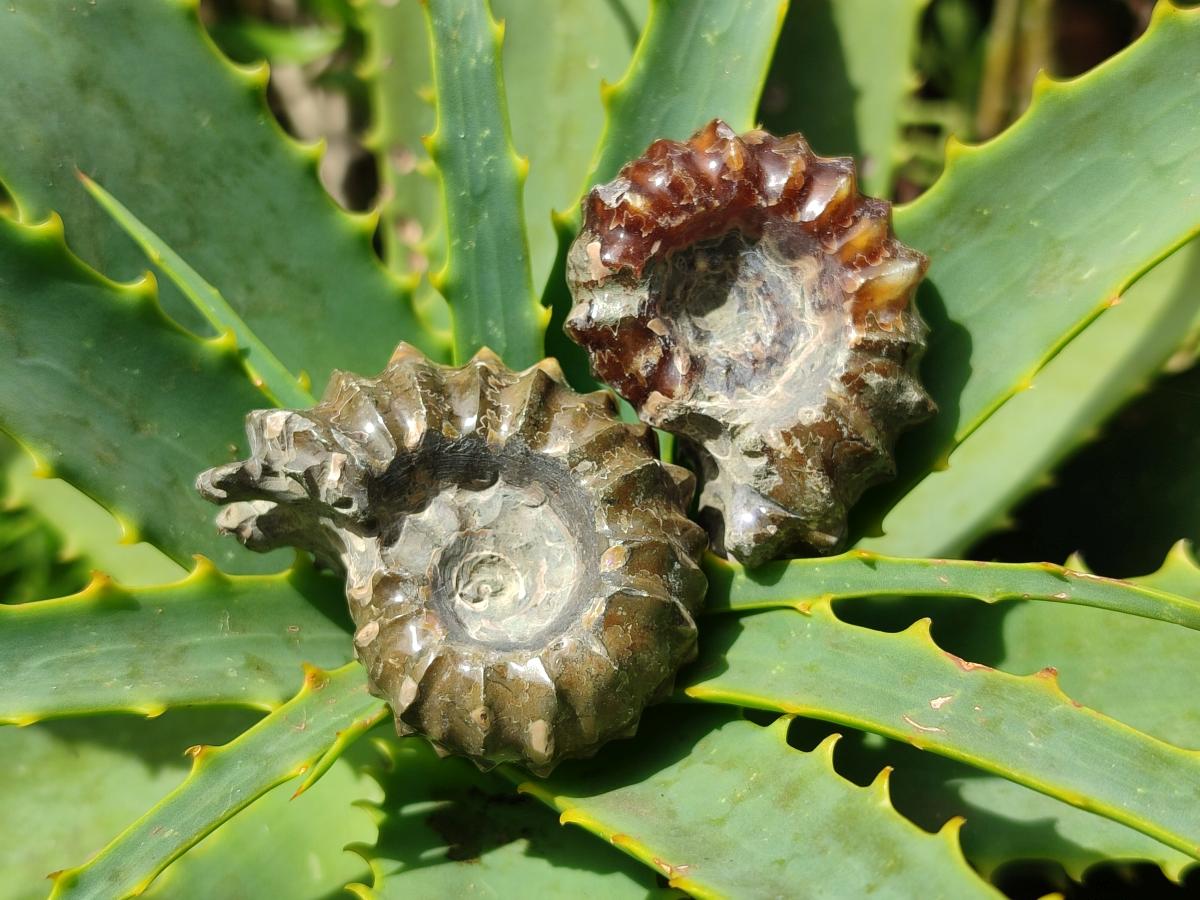 Polished Douvilleiceras Ammonite Fossils x 12 From Maintirano, Madagascar