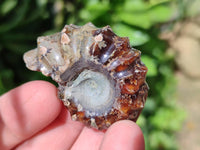 Polished Douvilleiceras Ammonite Fossils x 12 From Maintirano, Madagascar