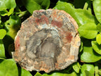 Polished Red Podocarpus Petrified Wood Slices x 6 From Mahajanga, Madagascar
