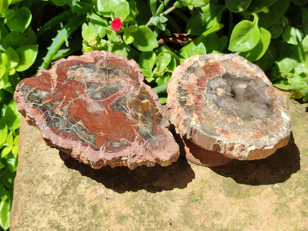Polished Red Podocarpus Petrified Wood Slices x 6 From Mahajanga, Madagascar