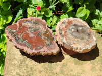 Polished Red Podocarpus Petrified Wood Slices x 6 From Mahajanga, Madagascar