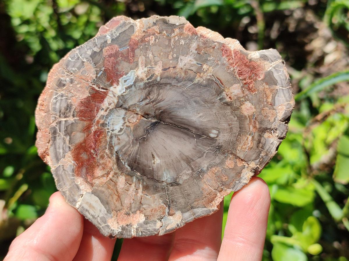 Polished Red Podocarpus Petrified Wood Slices x 6 From Mahajanga, Madagascar