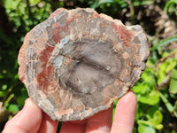 Polished Red Podocarpus Petrified Wood Slices x 6 From Mahajanga, Madagascar