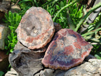 Polished Red Podocarpus Petrified Wood Slices x 6 From Mahajanga, Madagascar
