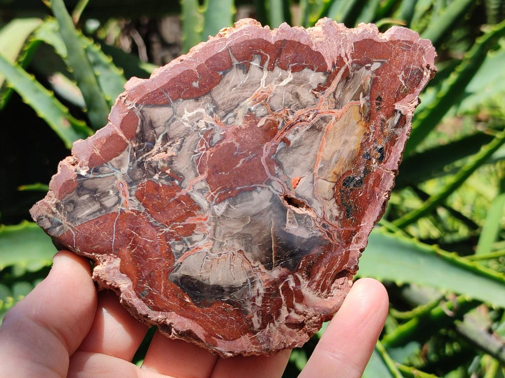 Polished Red Podocarpus Petrified Wood Slices x 6 From Mahajanga, Madagascar